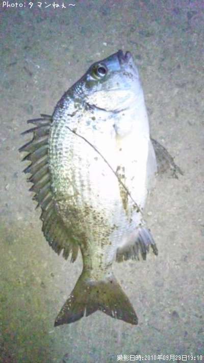 ���󡢥ߥߥ��㡼