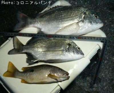 ���󡢥�ޥȥӡ�