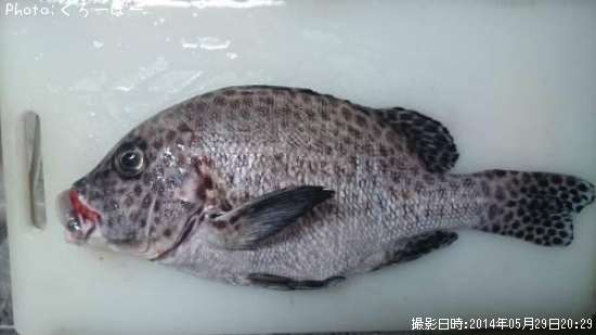 ���祦���祦�����祦����