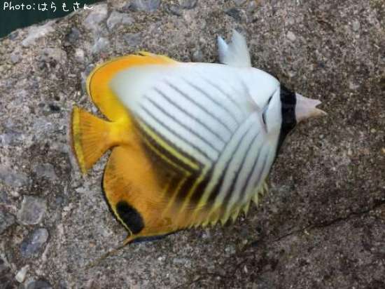 ���祦���祦������