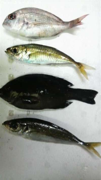 �ҥ����ҥ���ʥ᥸�ʡ�