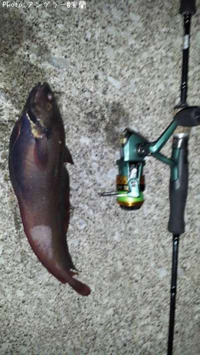 �ɥ󥳡ʥ��������ʥ��