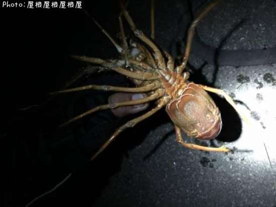 ���Ӥ����