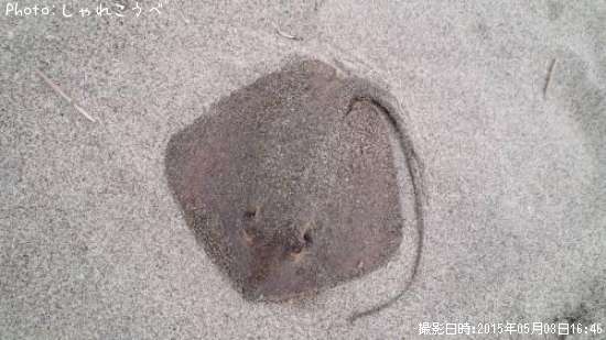 ��������ʿ��