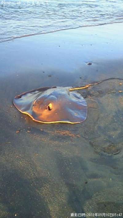 �����ꥢ��