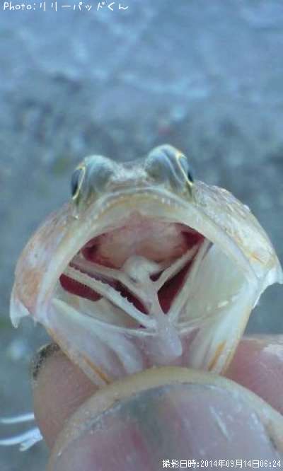 ���������������������å��ۡ������ä���