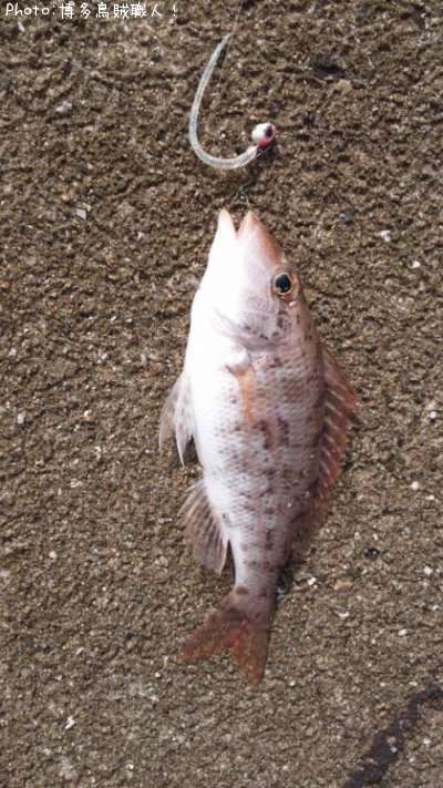 �ե��ե�����