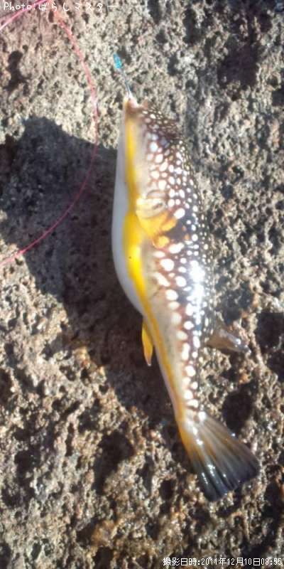 �դ�������