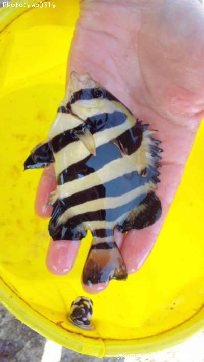 �ե�����ǥ��󥰡ĥ˥⡪��