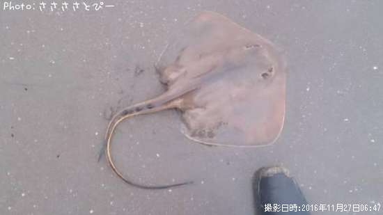 �ե�åȡ������ա�������������