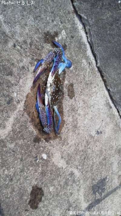 ���ѥ���