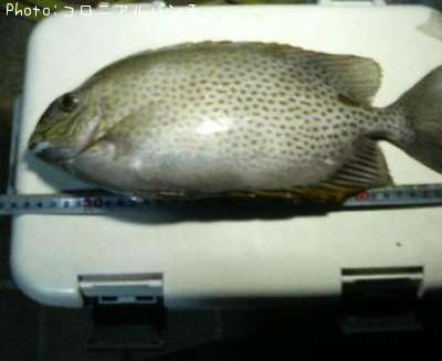 ���ޥ������ʥ���������