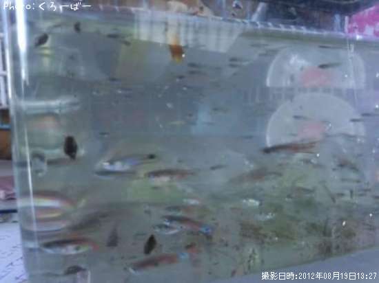 ���åԡ��ʡ������ˡ�����ɤ���餤