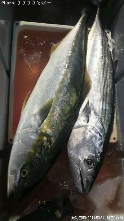 �ϥ��ĥ������ʥ�