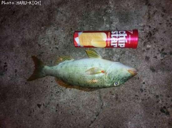 �ϥޥե��ե�