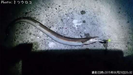 �ϥ�ʥޥ��ʥ���