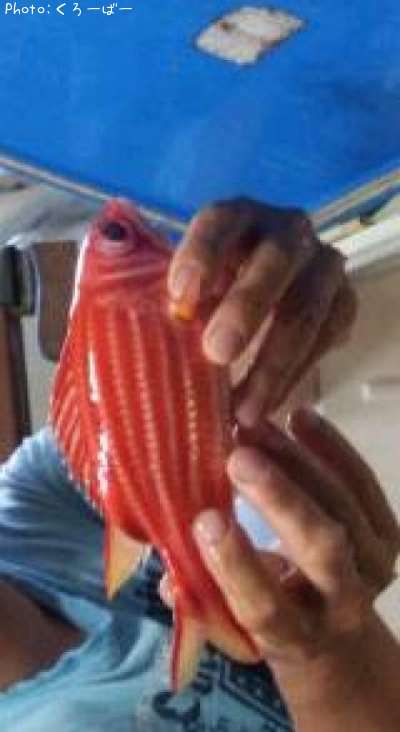 �ϥʥ��ӥ����������桼