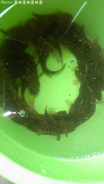 �ϥ��������ʥ�