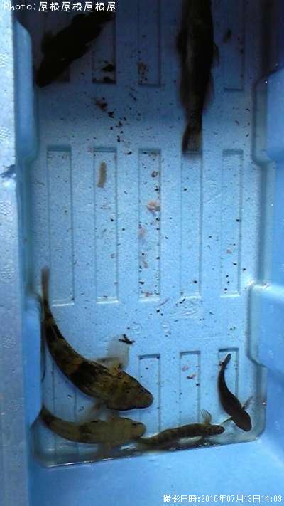 �ϥ��ä��Ȥ�����֡ʾС�