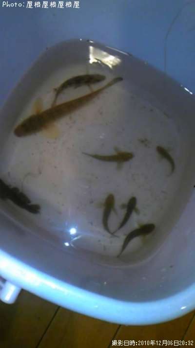 �ϥ������ޥ�����