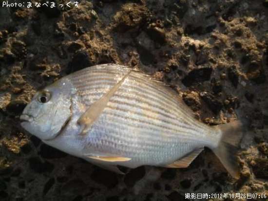 �إ�������