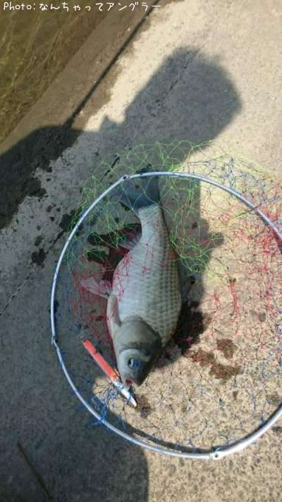 �إ�֥ʤ���