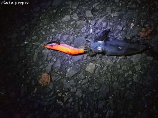 �ҥ����ʥ���ɥ�������