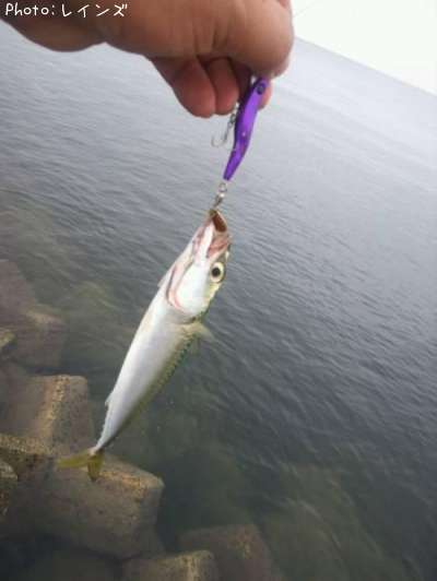 �ҥ���������