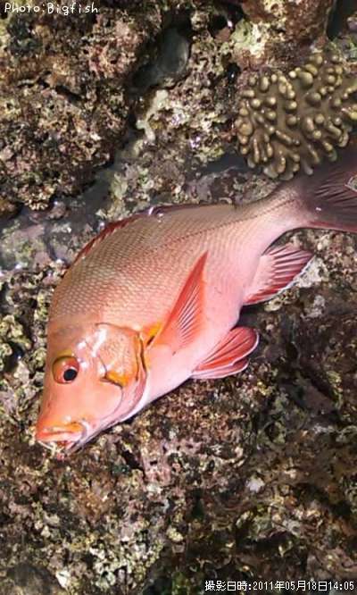 �ҥ�ե�����