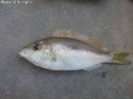 �ҥ᥿�ޥ�����