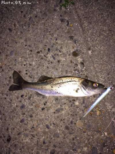 �ҥ�����Х�