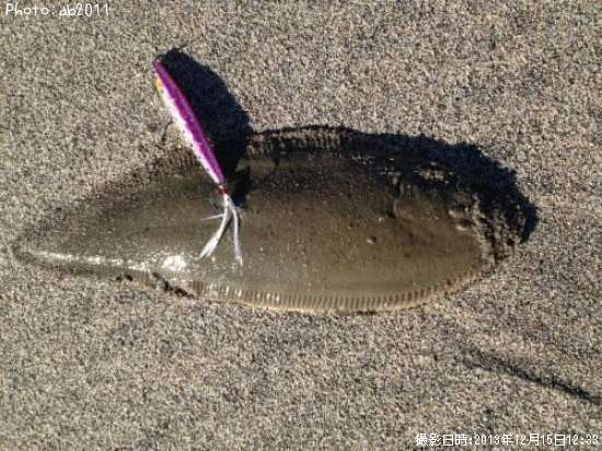 �ҥ��ʤΤ褦�ʤ�Ρ�