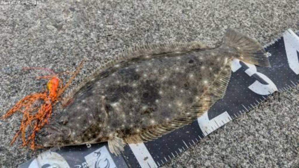 �ҥ��ʥ���