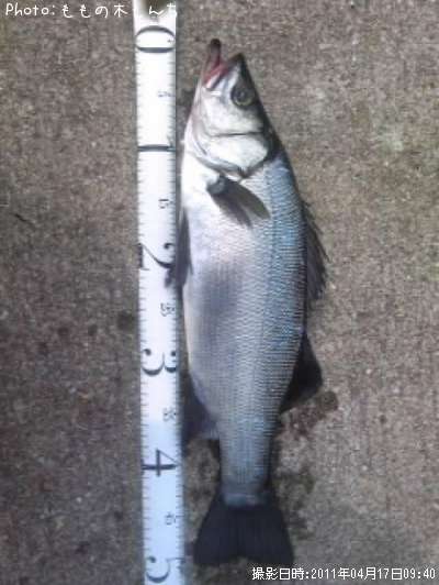 �ҥ饹�����ʥեå���