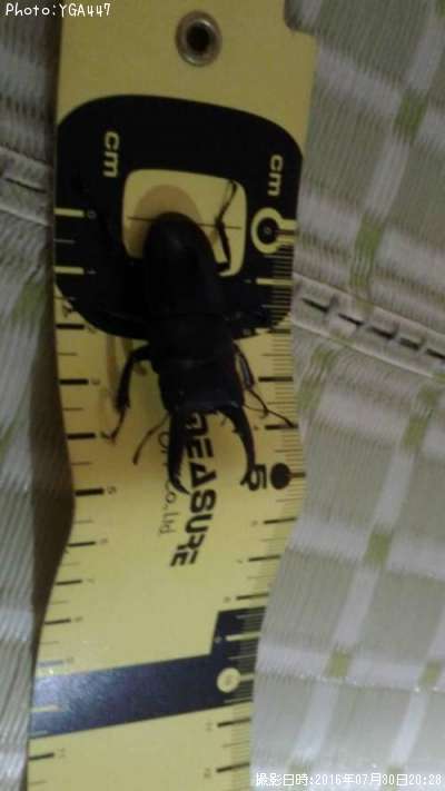 �ҥ饿���塞��