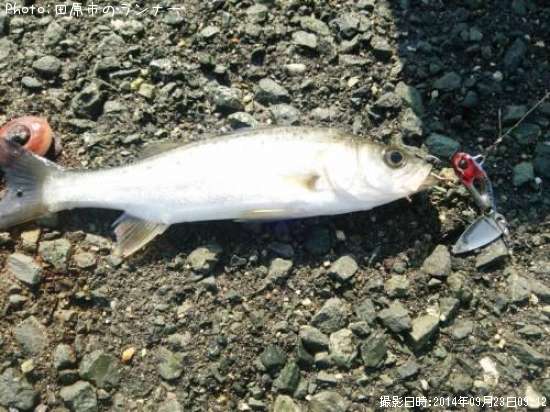 �ۥ��������ȥޥ륻����