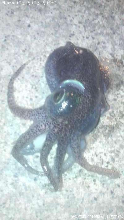 �����ʤ���������