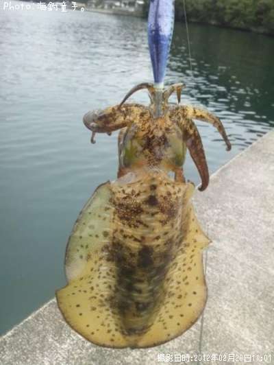 �����ʤ�Ǥ�����