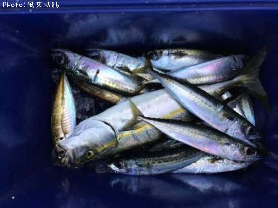 ���ʥ�������������