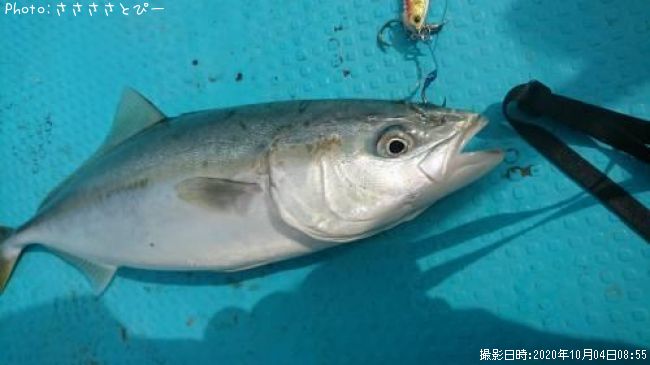 ���ʥ������������