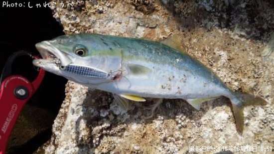 ���ʥ���������