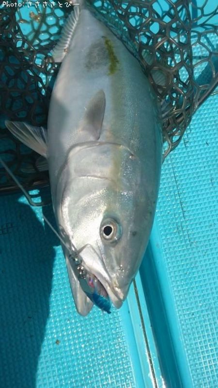 ���ʥ��������������