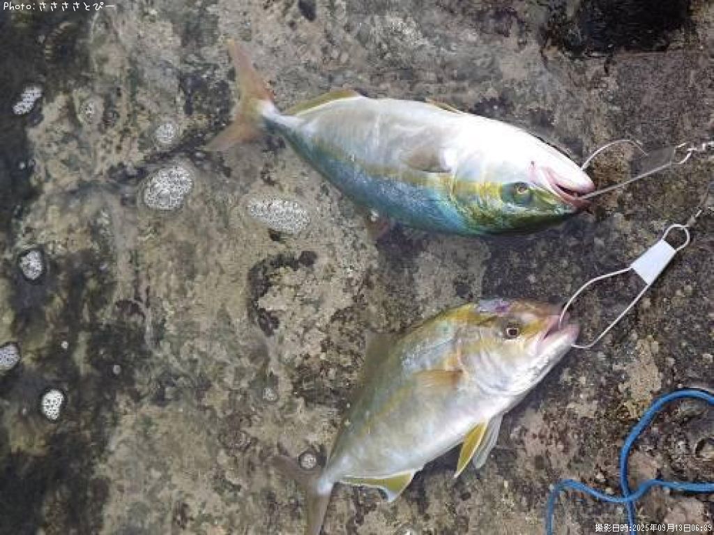 ���ʥ������祴������