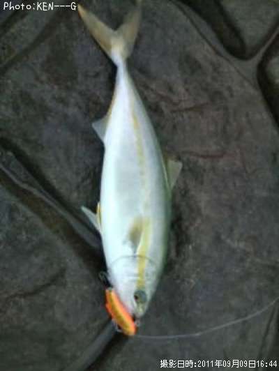 ���ʥ����