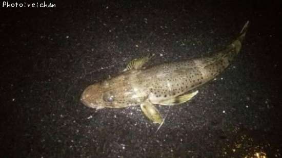 ���ͥ���