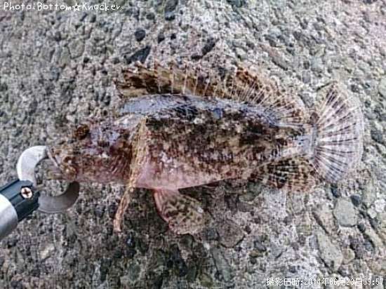 ���̥�����