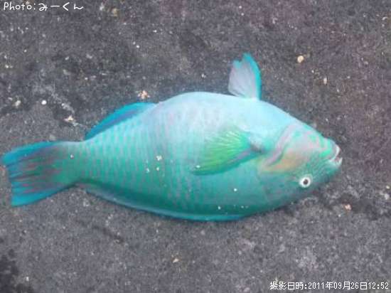 ����֥��㡼