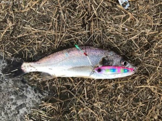 ��������������Х�������