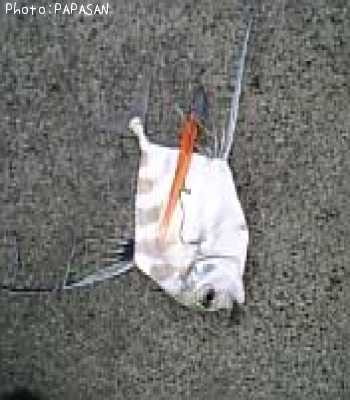 ���ȥҥ���