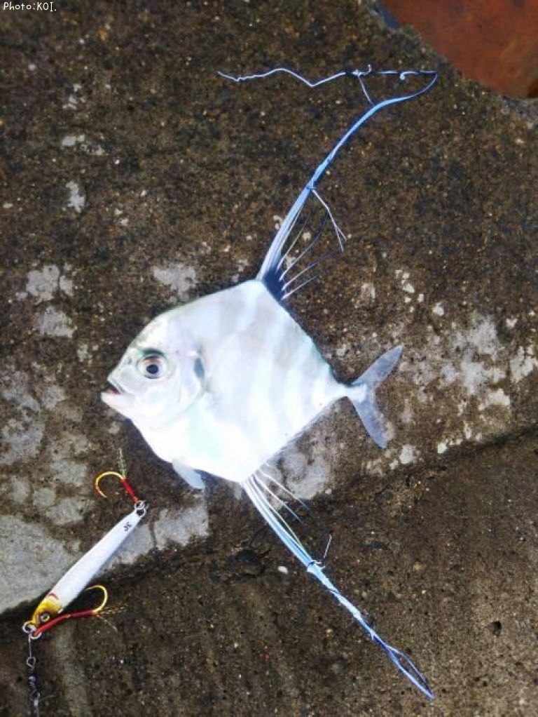 ���ȥҥ�����